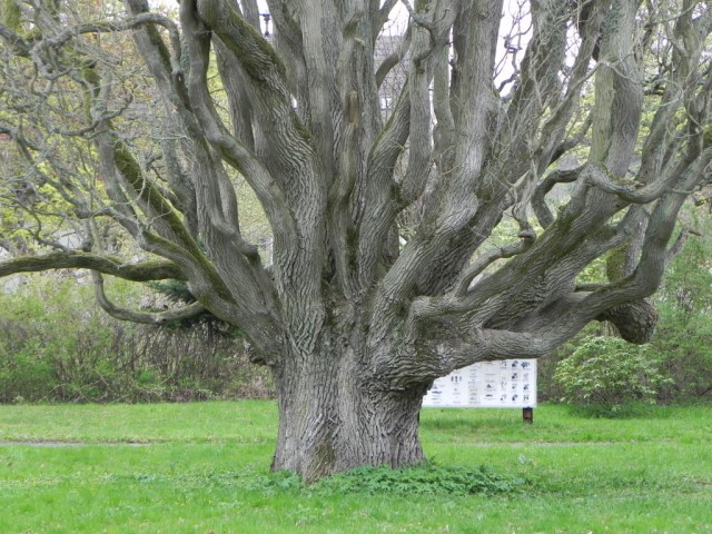 Dąb w parku