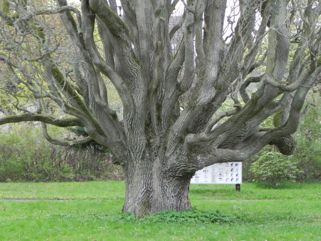 Dąb w parku